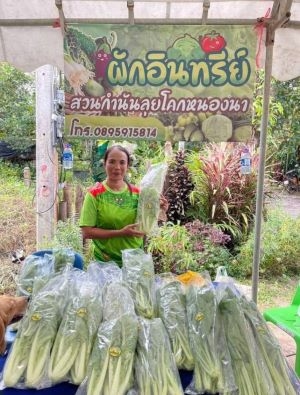 ผักอินทรีย์สวนกำนันลุย โคก หนอง นา